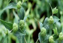 千金子、稗草、水稻有什么不同 附千金子和稗草介绍