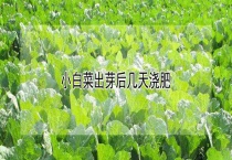 小白菜出芽后几天浇肥