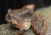 石蛙吃什么食物 石蛙的生长习性