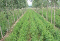 银条是什么植物