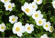 银莲花是一年生还是多年生