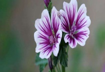 山锦葵是什么？