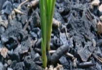 不使用农药的杀虫方法 这几种方法不可不知