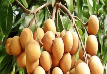 龙眼蜜和百花蜜的区别？ 从蜜源、营养、外观、口感、价格上来区分