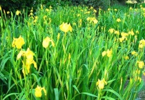 菖蒲是什么植物