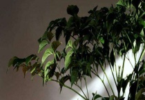 幸福树叶片卷曲的原因 附解决办法