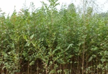 白榆的特征有哪些？