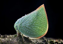 碧蛾蜡蝉 附生活习性和形态特征