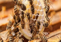 欧洲幼虫腐臭病防治技术 欧洲幼虫腐臭病原