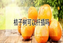 桔子树可以扦插吗？