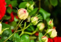 春天月季花苞需要剪掉吗？