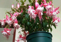 灯笼花可以放在室内吗？