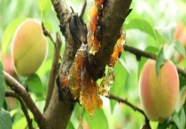 桃胶多少钱一斤 附营养价值和采摘加工