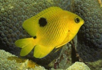 鱼三宝是哪几个