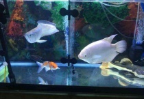 60的缸能养多少草金