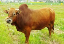 养20头黄牛一年赚多少钱