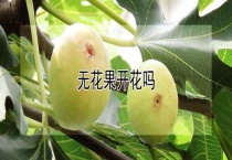 无花果会开花吗？