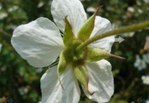 萼片是花的哪个部位