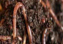 蚯蚓的生活习性和特征 具体有哪些？