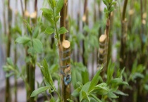 嫁接育苗对砧木有什么要求