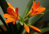 君子兰春天可以晒太阳吗？