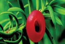 曼地亚红豆杉雌雄鉴别多久？