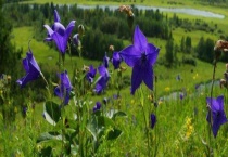 桔梗的产地分布 附桔梗品种分类