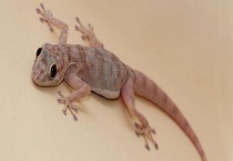 壁虎能生吃吗 附壁虎的生活习性