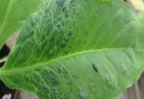 烟草花叶病的危害症状 烟草花叶病的防治多久？