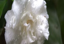 非洲茉莉的汁液有毒吗？