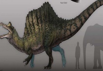 什么是棘龙的天敌 棘龙的体型有多大