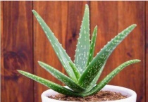 芦荟不长怎么回事