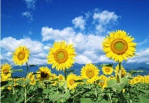 向日葵的种子是瓜子吗？