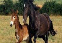 骡子的繁殖方法 附骡子不能生育的原因？