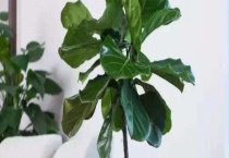 琴叶榕为什么长锈斑 注意不要向叶片进行喷水