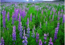 薰衣草蜜 具体介绍