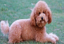 贵宾犬拉稀怎么办？为什么会拉稀