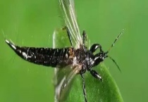 敌敌畏能不能用于防治蓟马 蓟马有哪些防治多久？