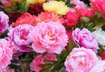 牡丹属于灌木吗？