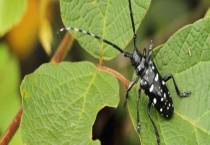 天牛吃什么食物 有哪些危害和种类