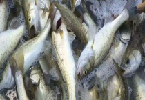 鲈鱼怎么钓上鱼快？常用钓法有哪些？