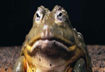 蟾蜍养殖前景及价格 养殖蟾蜍真能赚钱吗？