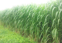 皇竹草养牛是骗局吗？