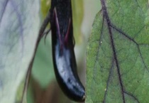 茄子着色不好的原因？