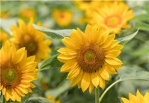 向日葵鲜切花花期是多久？