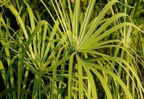 水竹叶子发黄的原因 附解决办法