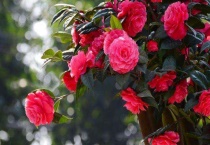 茶花新叶子焉耷拉是咋回事