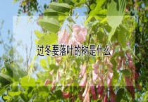 过冬要落叶的树是什么？