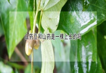 山药豆和山药是一棵上长的吗？