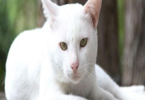 猫咪该如何过冬 需做好这三点